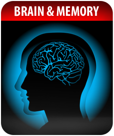 BRAIN%20AND%20MEMORY%20by%20Vitamin%20Prime.png